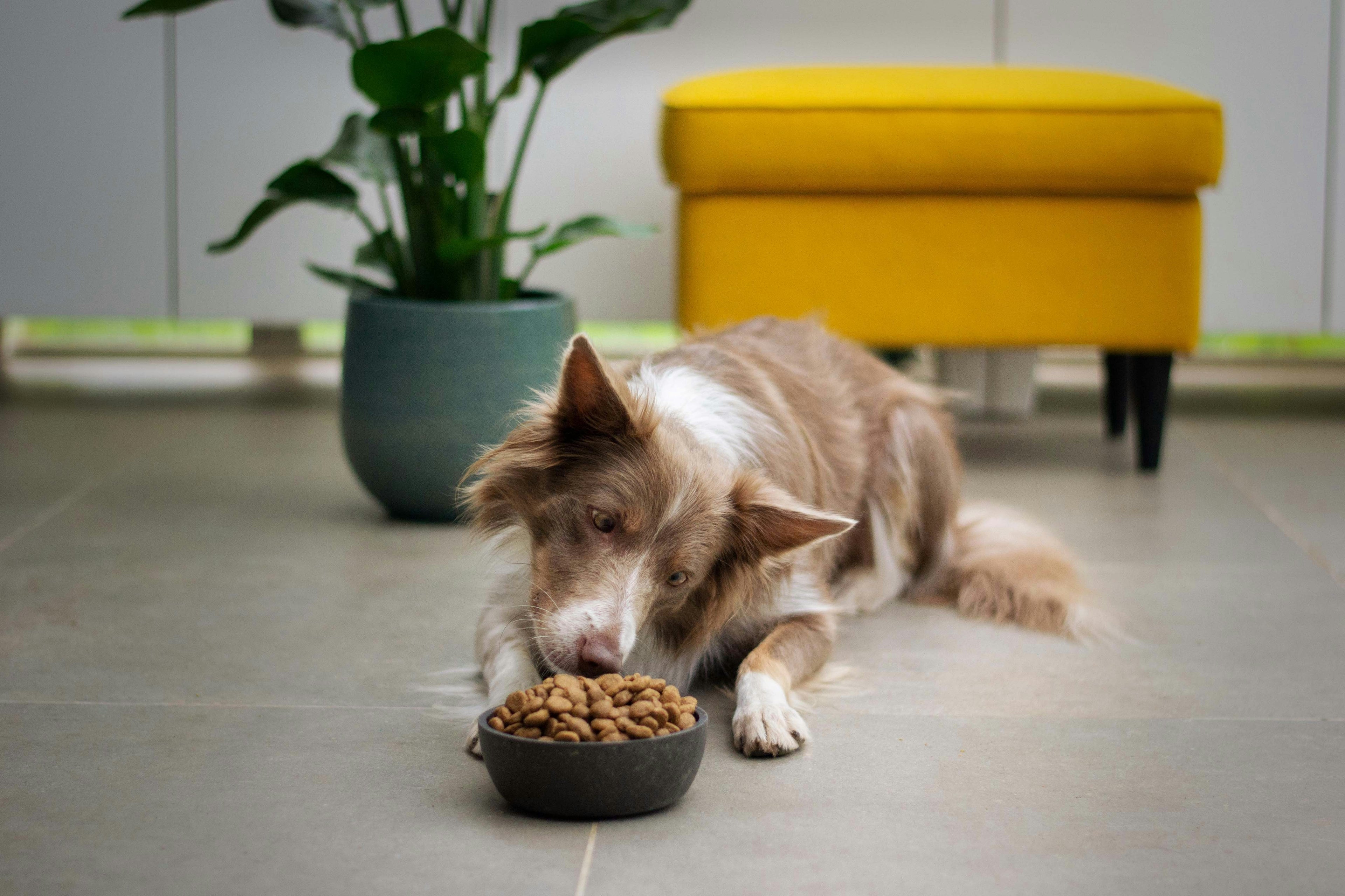 Dog & Cat Food