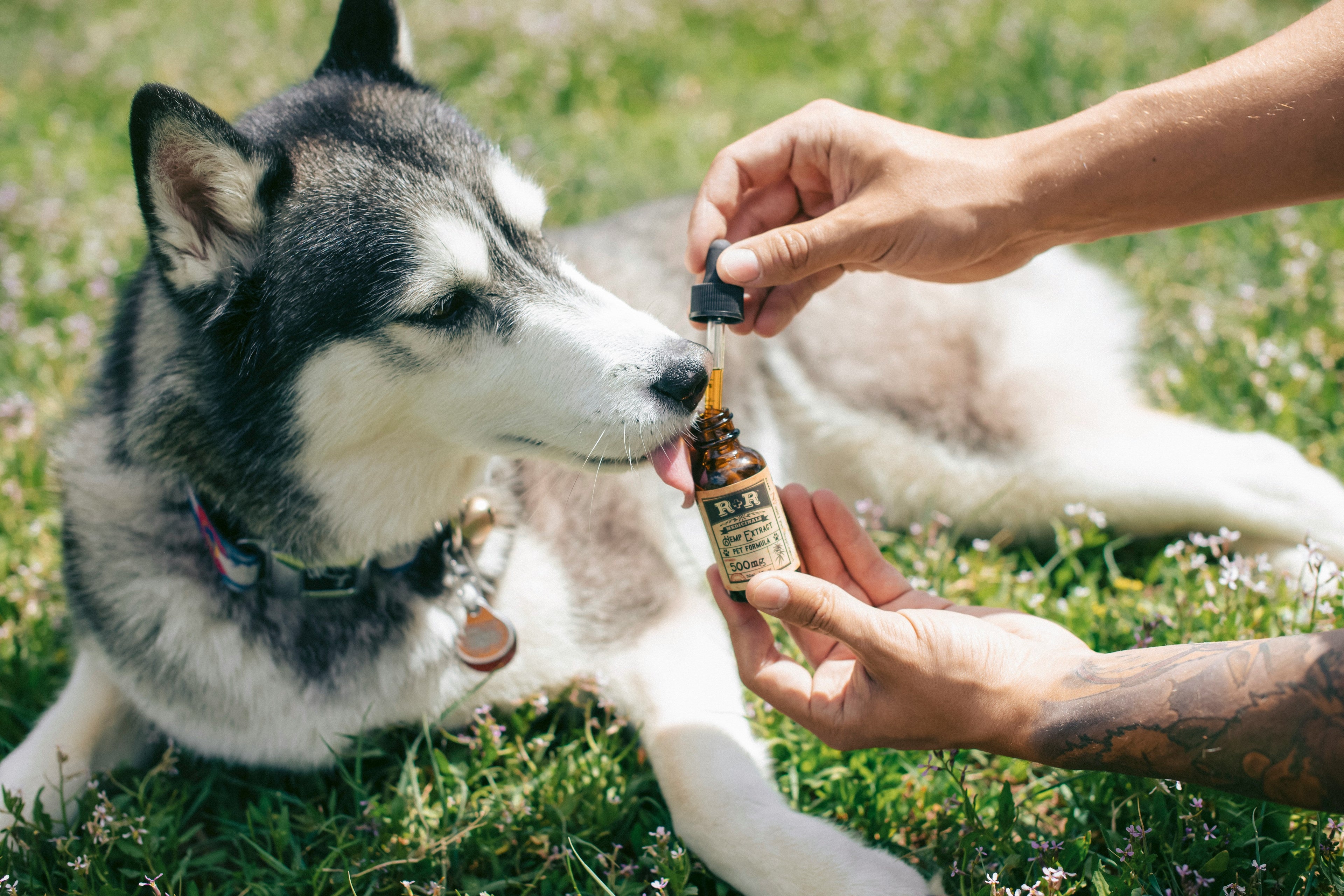 Pet Health & Wellness
