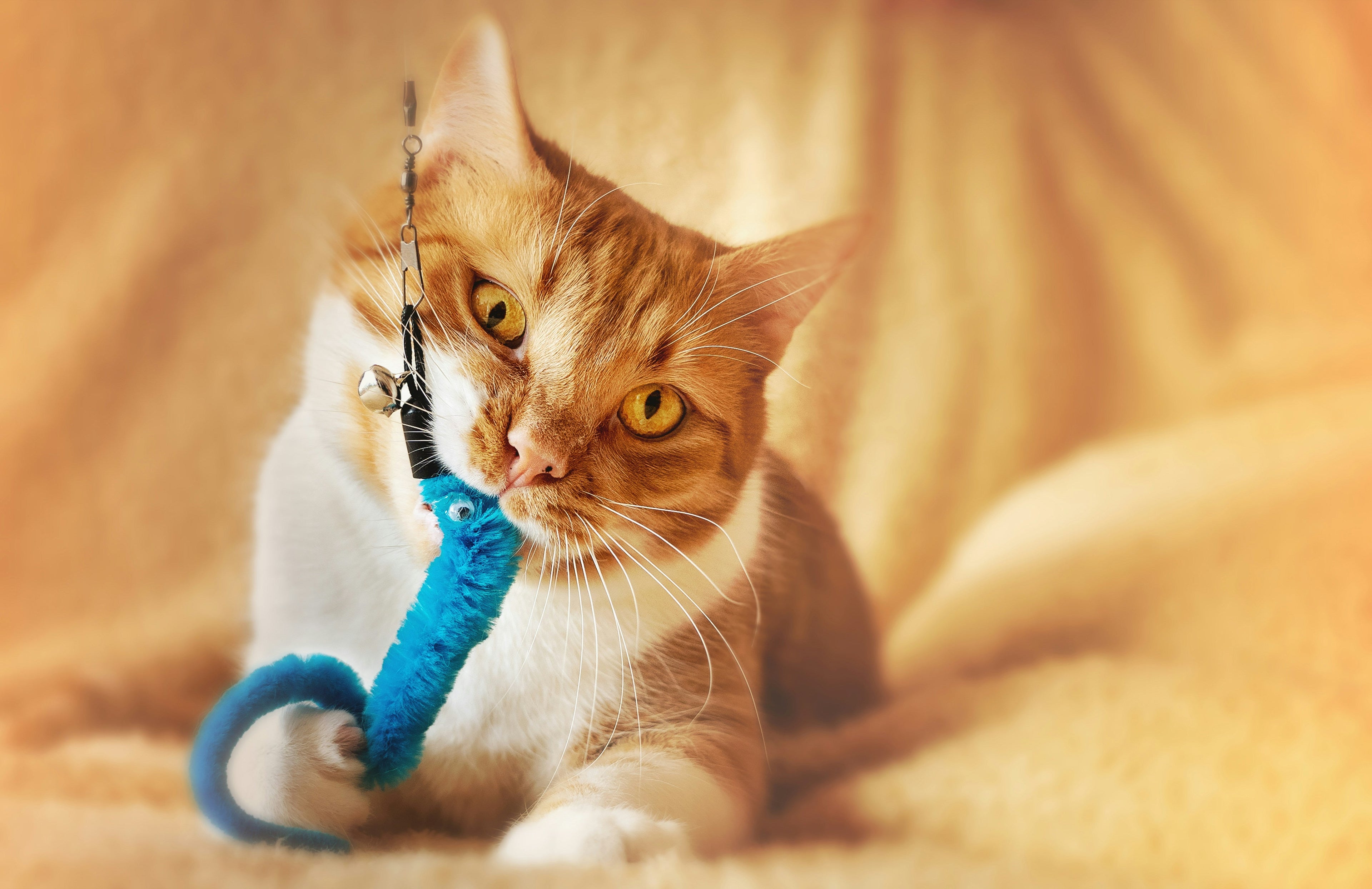 Pet Toys & Accessories